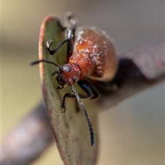 Ecnolagria grandis (Honeybrown beetle) at Yarralumla, ACT - 19 Nov 2024 by KarinNeufeld