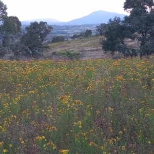 Hypericum perforatum at Kambah, ACT - 19 Nov 2024 07:32 PM