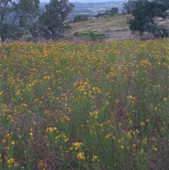 Hypericum perforatum at Kambah, ACT - 19 Nov 2024 07:32 PM