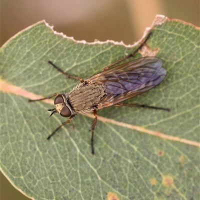 Anabarhynchus sp. (genus) (Stiletto Fly (Sub-family Therevinae)) at Yarralumla, ACT - 15 Nov 2024 by KarinNeufeld