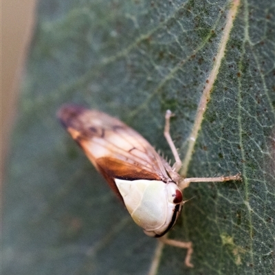 Brunotartessus fulvus (Yellow-headed Leafhopper) at Yarralumla, ACT - 16 Nov 2024 by KarinNeufeld