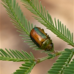 Calomela vittata (Acacia leaf beetle) at Yarralumla, ACT - 16 Nov 2024 by KarinNeufeld