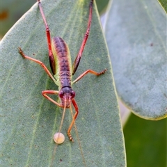 Torbia viridissima (Gum Leaf Katydid) at Yarralumla, ACT - 8 Nov 2024 by KarinNeufeld