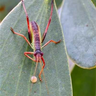 Torbia viridissima (Gum Leaf Katydid) at Yarralumla, ACT - 8 Nov 2024 by KarinNeufeld