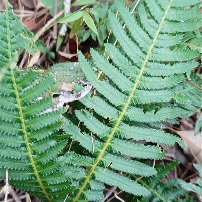 Blechnum neohollandicum by MVM