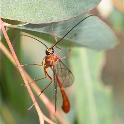 Ichneumonidae (family) (Unidentified ichneumon wasp) at Yarralumla, ACT - 16 Nov 2024 by KarinNeufeld