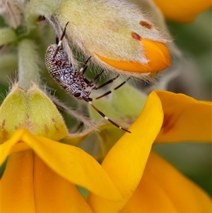 Hemiptera (order) at Acton, ACT - 3 Nov 2024 10:00 AM