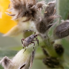 Hemiptera (order) at Acton, ACT - 3 Nov 2024 10:00 AM