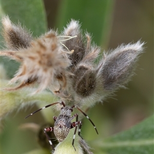 Hemiptera (order) at Acton, ACT - 3 Nov 2024 10:00 AM