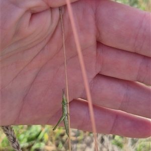 Keyacris scurra at Tarago, NSW - 19 Nov 2024