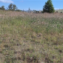 Keyacris scurra at Tarago, NSW - 19 Nov 2024