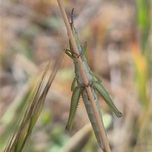 Keyacris scurra at Tarago, NSW - 19 Nov 2024 04:41 PM