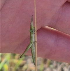 Keyacris scurra at Tarago, NSW - 19 Nov 2024