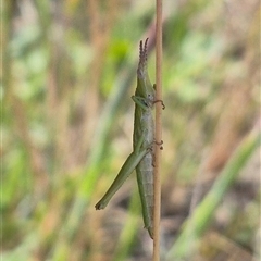 Keyacris scurra at Tarago, NSW - 19 Nov 2024