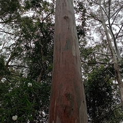 Eucalyptus saligna at Pipeclay, NSW - 19 Nov 2024 by MVM