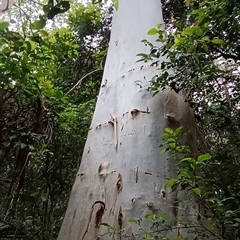 Eucalyptus saligna at Pipeclay, NSW - 19 Nov 2024 by MVM