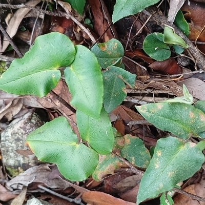 Unverified Plant by MVM
