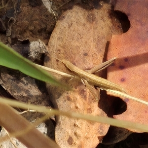 Acrida conica at Gunning, NSW - 19 Nov 2024 09:41 AM