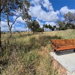 Acrida conica at Gunning, NSW - 19 Nov 2024