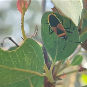 Dindymus versicolor at Gunning, NSW - 19 Nov 2024