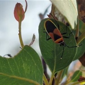 Dindymus versicolor at Gunning, NSW - 19 Nov 2024