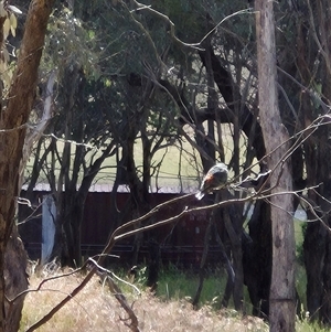 Psephotus haematonotus at Gunning, NSW - 19 Nov 2024