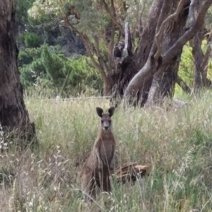 Macropus giganteus at Gunning, NSW - 19 Nov 2024 09:38 AM