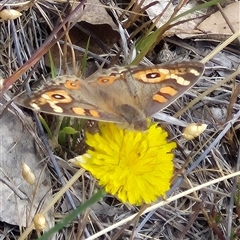 Junonia villida (Meadow Argus) at Gunning, NSW - 18 Nov 2024 by clarehoneydove