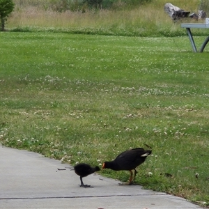 Gallinula tenebrosa at Crookwell, NSW - 19 Nov 2024