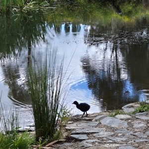 Gallinula tenebrosa at Crookwell, NSW - 19 Nov 2024