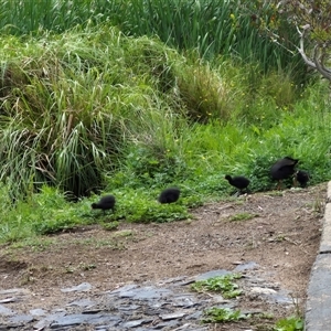 Gallinula tenebrosa at Crookwell, NSW - 19 Nov 2024