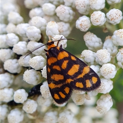 Asura lydia (Lydia Lichen Moth) at Penrose, NSW - 18 Nov 2024 by Aussiegall