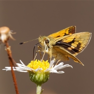 Ocybadistes walkeri at Chisholm, ACT - 19 Nov 2024 10:56 AM