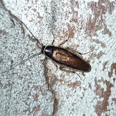 Johnrehnia concisa (A native cockroach) at Bungendore, NSW - 19 Nov 2024 by clarehoneydove