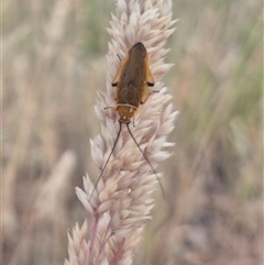 Ellipsidion humerale (Common Ellipsidion) at Gunning, NSW - 18 Nov 2024 by clarehoneydove