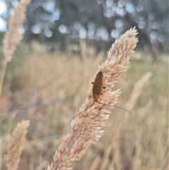 Ellipsidion humerale at Gunning, NSW - 19 Nov 2024