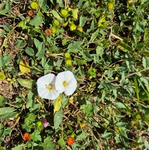 Convolvulus arvensis at Crookwell, NSW - 19 Nov 2024 11:44 AM