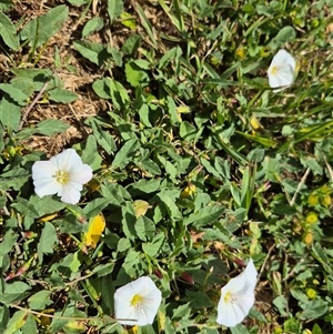 Convolvulus arvensis at Crookwell, NSW - 19 Nov 2024 11:44 AM