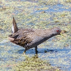 Porzana fluminea (Australian Spotted Crake) at Fyshwick, ACT - 18 Nov 2024 by RomanSoroka