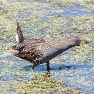 Porzana fluminea at Fyshwick, ACT - 19 Nov 2024