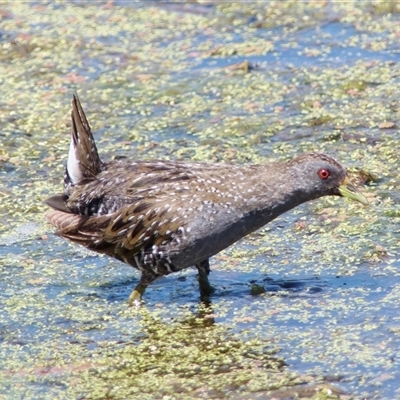 Porzana fluminea (Australian Spotted Crake) at Fyshwick, ACT - 18 Nov 2024 by RomanSoroka