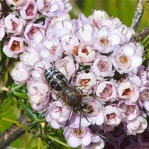 Bembix sp. (genus) at Acton, ACT - 19 Nov 2024