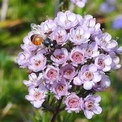 Apis mellifera (European honey bee) at Acton, ACT - 19 Nov 2024 by HelenCross