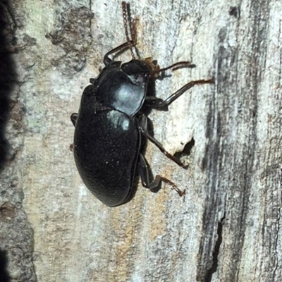 Phanechloros punctipennis (A darkling beetle) at Bungendore, NSW - 19 Nov 2024 by clarehoneydove