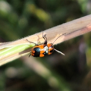 Aporocera (Aporocera) parenthetica at Tarago, NSW - 19 Nov 2024