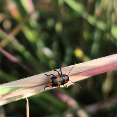 Aporocera (Aporocera) parenthetica at Tarago, NSW - 19 Nov 2024