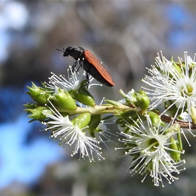 Castiarina erythroptera (Lycid Mimic Jewel Beetle) at Acton, ACT - 19 Nov 2024 by HelenCross