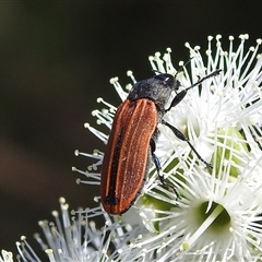 Castiarina erythroptera at Acton, ACT - 19 Nov 2024 04:42 PM