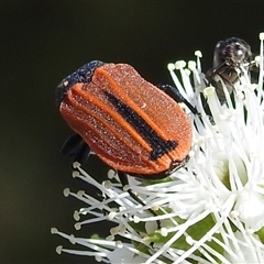 Castiarina erythroptera at Acton, ACT - 19 Nov 2024 04:42 PM