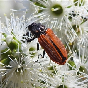 Castiarina erythroptera at Acton, ACT - 19 Nov 2024